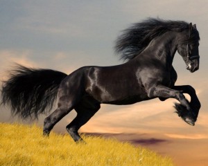 melnais-zirgs